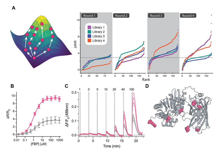 Figures showing HYlight2 directed evolution, dose response and improved sensitivity for fructose-1,6-bisphosphate